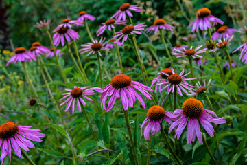 beautiful echinacea flower with butterfly