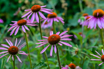 beautiful echinacea flower with butterfly