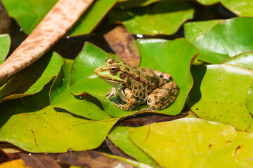 frog on the leaves of a water lily