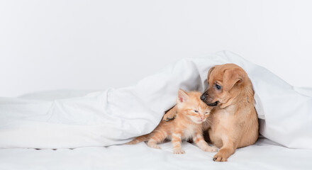 Playful Toy terrier puppy hugs ginger kitten under white warm blanket on a bed at home. Empty space for text