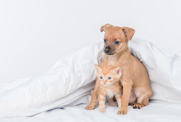 Toy terrier puppy and tabby kitten sit together under white warm blanket on a bed at home