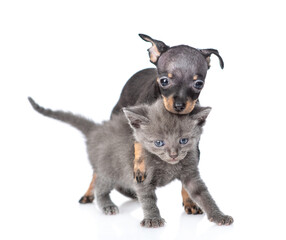 Playful Toy terrier puppy hugs tiny kitten. Pet stand together in front view and looks at camera.  isolated on white background