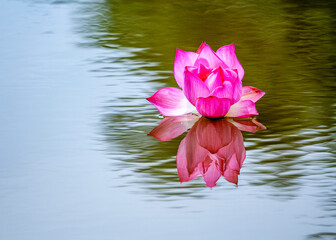 Lotus mirrored on water