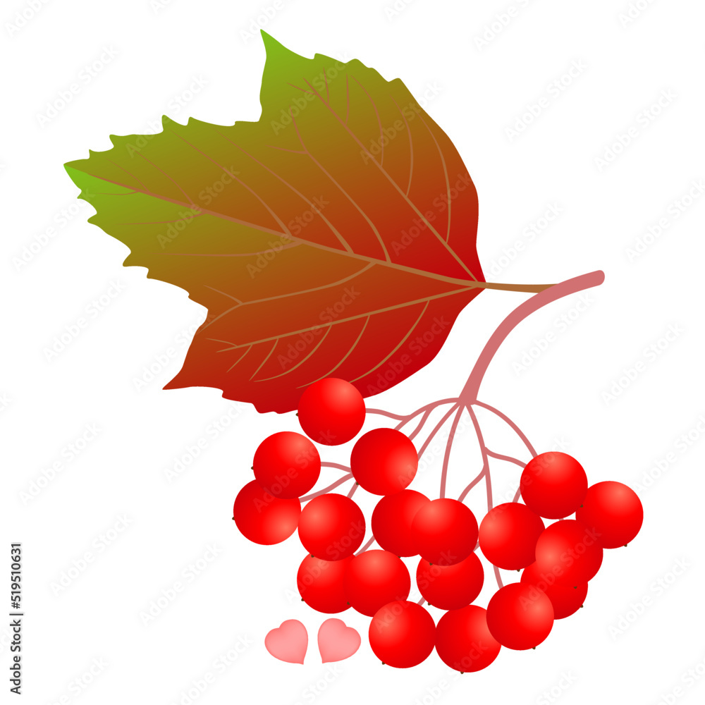 Canvas Prints viburnum branch with leaf and seeds on a white background.