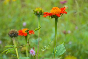 field pink and orange zinnias blooming in a Thai public park and background soft blur 
