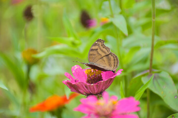 field pink and orange zinnias blooming in a Thai public park and background soft blur 