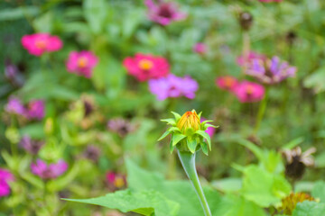 field pink and orange zinnias blooming in a Thai public park and background soft blur 