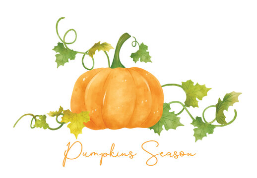 watercolor orange pumpkin with leaf and vine hand drawn painting illustration vector banner