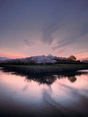 Fototapeta na wymiar Cherry blossoms bloom, Goryokaku Park at dawn