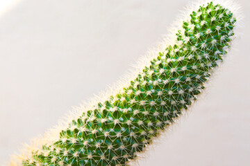 Cactus plant at pink wall background. Close-up.