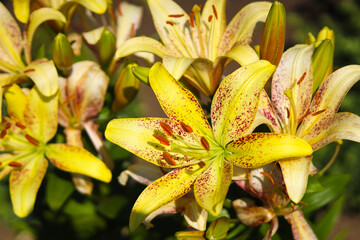 Fototapeta premium Yellow and pink lilies blooming in the garden. Flowers background.