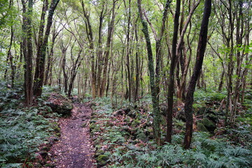 mossy rocks and trees in old forest