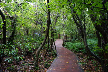 fascinating autumn forest with boardwalk