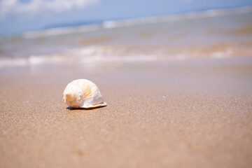 Fototapeta na wymiar Seashell conch on white sand beach with blur image of blue sea and blue sky sunshine on day background. beautiful bokeh shore water. tourist ocean tropical. for travel summer season holidays.