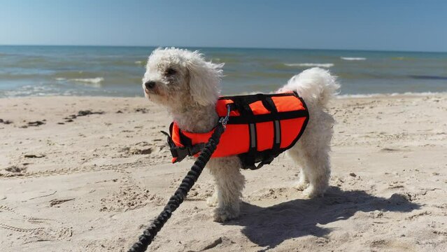 Heroic lifeguard rescue Bichon Frise dog posing for pictures 