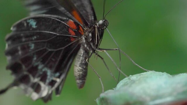 Great Mormon Butterfly (Papilio Memnon) Feeding On Plant, Isolated in Blurry Background. close up, selective focus