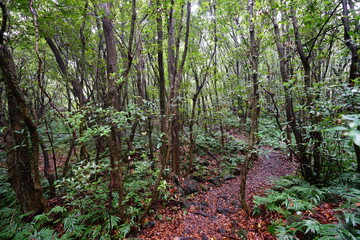thick wild forest in autumn