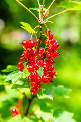 branch of red currants in the garden close-up