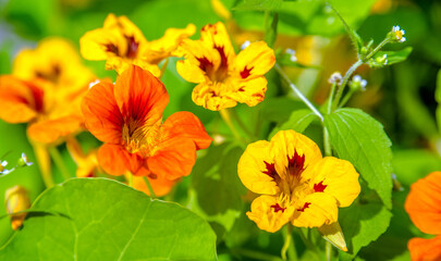 Orange nasturtiums bloom in the botanical garden