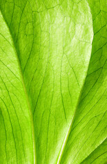 Obraz premium Green leaf texture background