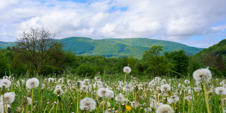 rural meadow in mountains. beautiful countryside scenery with blooming dandelions in summertime. alternative raw material for making rubber. sunny weather
