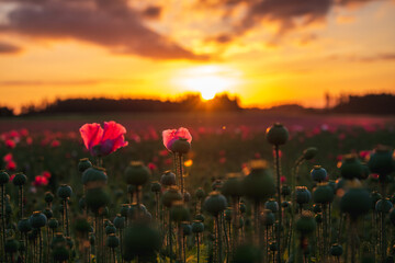 Fototapeta na wymiar Amazing sunrise above a poppy field with poppy capsules and some blossoms