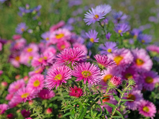 Blühende Herbstastern, Symphyotrichum, im Garten