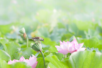 Sparrow perched on lotus seed head and pink lotus flower in a pond