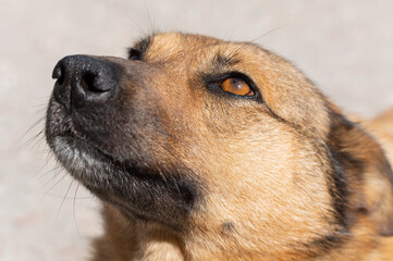 the head of a red dog