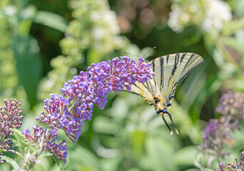 Papilio machaon, beautiful colored iconic butterfly