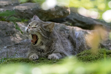 Obraz premium Wildkatze