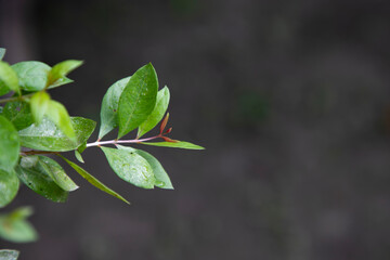 
Herbal Green Henna branch or leaves ( Mehendi pata) with blurry Background   