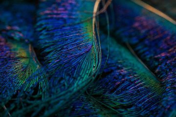 peacock feather close up, Peacock feather, Peafowl feathers, Bird feathers, Colorful feathers, feather, feathers, wallpaper, background. © Sunanda Malam
