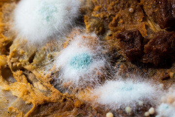 Pieces of sliced meat decaying with mold and fungus growth.