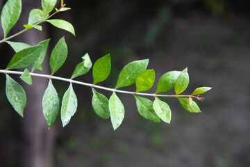 
Herbal Green Henna branch or leaves ( Mehendi pata) with blurry Background   