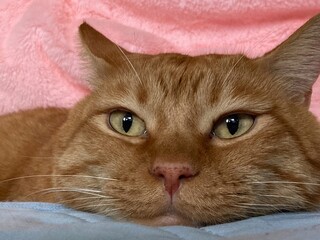 ピンクの毛布にくるまる茶トラの猫