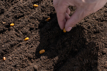 Hand planting seeds in the garden. Close-up.