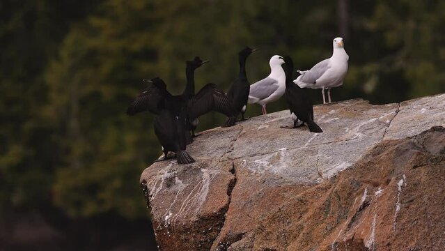 Cormorants, sea gulls and black guillemot sitting on Tremble Island on the Nakwakto Rapids near Vancouver Island, British Columbia Canada panning right. Cormorant is stretching out its wings.