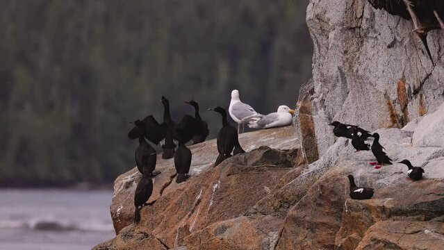 Cormorants, sea gulls and black guillemot sitting on Tremble Island on the Nakwakto Rapids near Vancouver Island, British Columbia Canada.