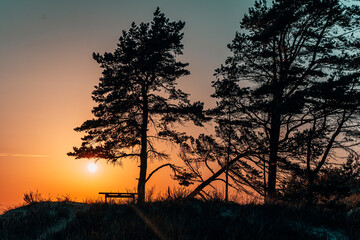 sunset in the forest