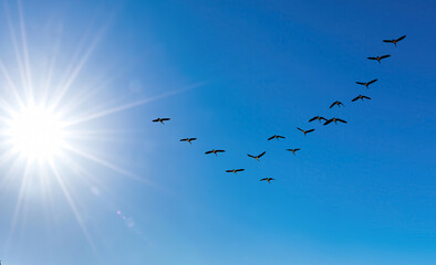 Flock of birds flying in clear blue sky in V-shaped flight formation