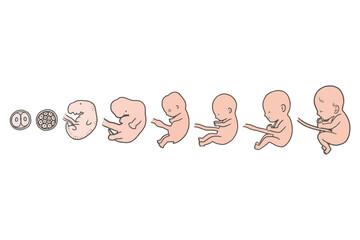 胎児の成長のイラスト - obrazy, fototapety, plakaty