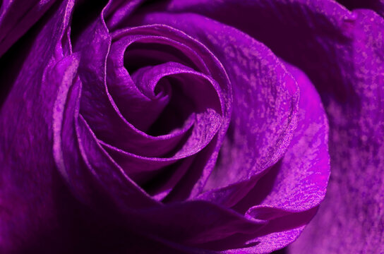 purple rose bud close-up. Soft focus