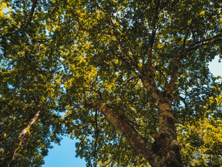 Fototapeta premium Copa de un árbol visto desde abajo