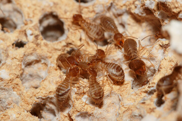 large termites team group with walking on a termite nest ,close up