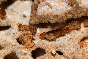 large termites team with walking on a termite nest ,close up