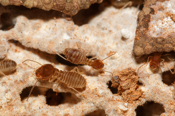 large termites team with walking on a termite nest ,close up