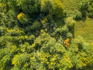 Green Bushes. Flat Lay Aerial View