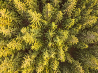 Spruce Forest on a Summer Day. Flat Lay Aerial View
