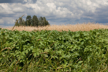 A field with growing potatoes and blooming cornflowers. In the background is a field with growing grain. The sky with clouds.